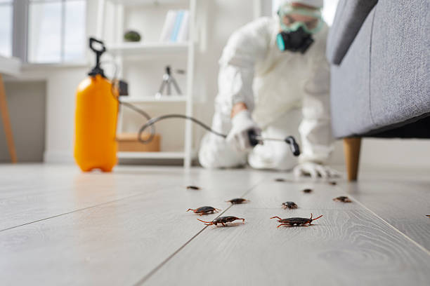 Post-Treatment Bed Bug Interceptor Monitoring in New Lenox